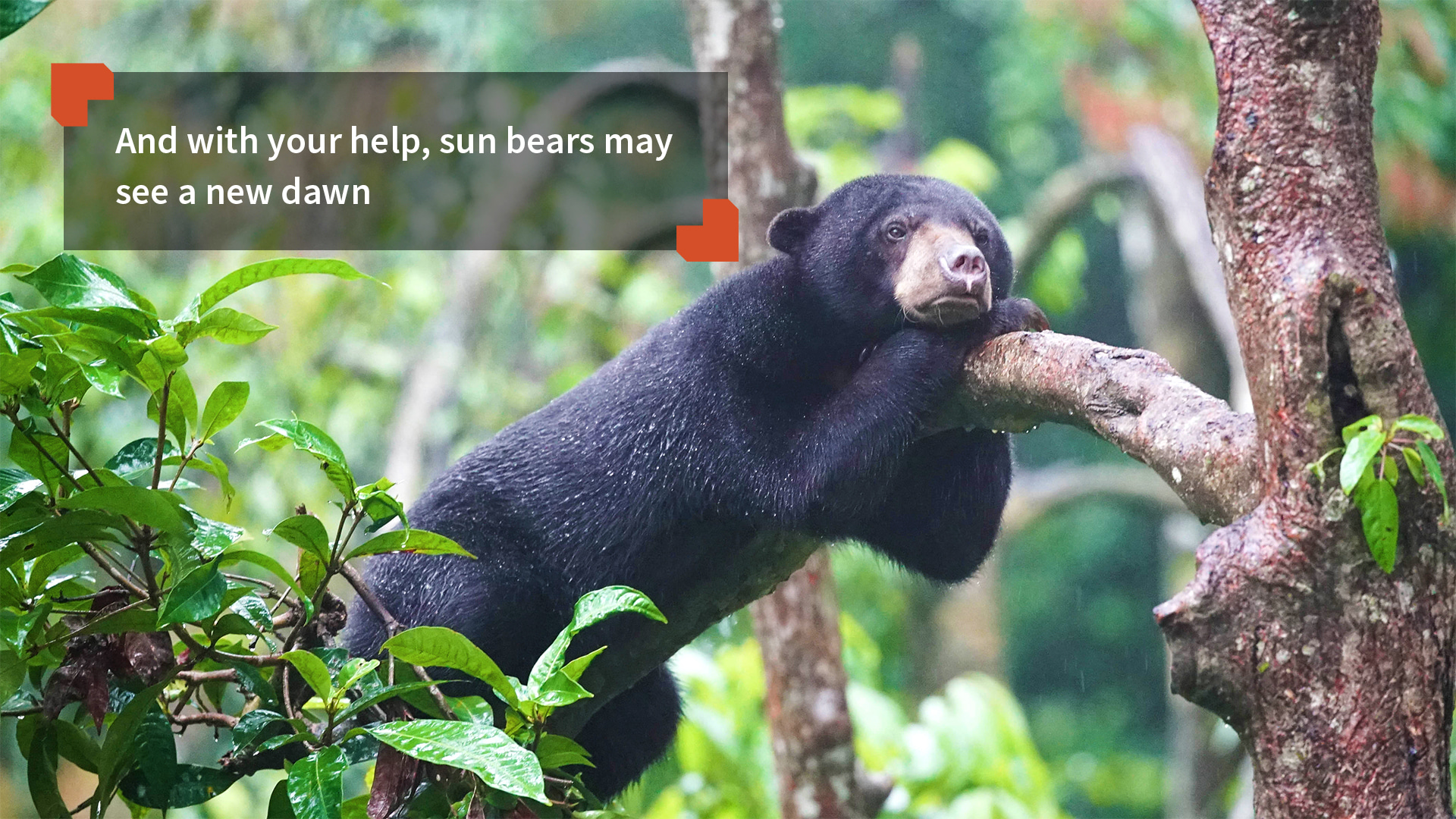 Bornean Sun Bear Conservation Centre A New Dawn for Sun Bears